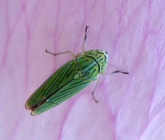 Graphocephala cythura