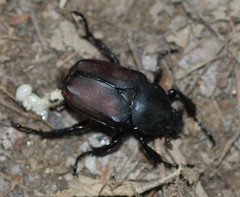 Dicronocephalus adamsi