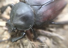 Dicronocephalus adamsi