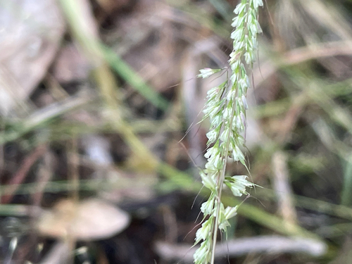 Muhlenbergia uniseta, 2026-10-07