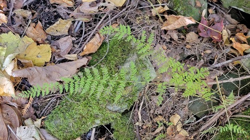 Cystopteris, 2026-10-22