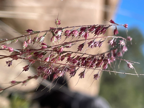 Muhlenbergia uniseta, 2026-10-07