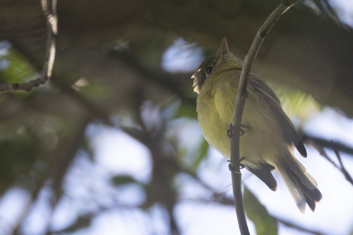 Western Flycatcher