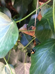 Harmonia axyridis
