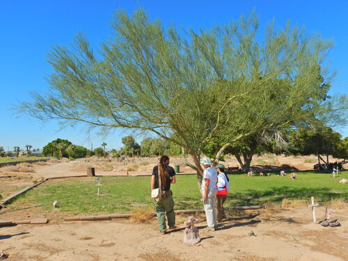 Parkinsonia florida observed 2026-10-24