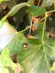 Harmonia axyridis