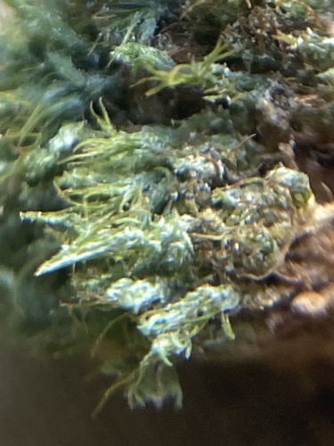 Saelania glaucescens observed 2026-10-24