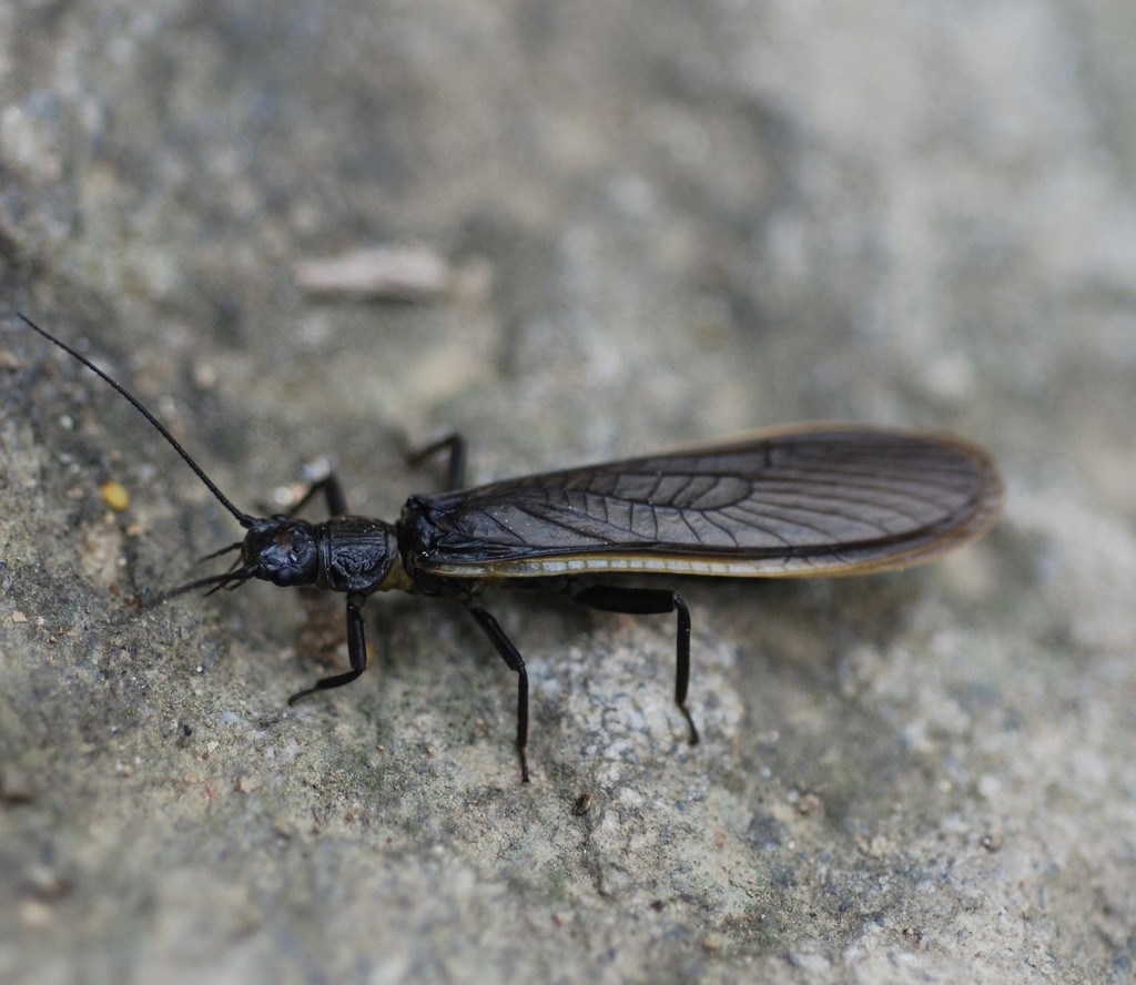 Kiotina decorata
