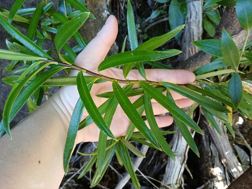 Veronica macrocarpa observed 2026-10-25