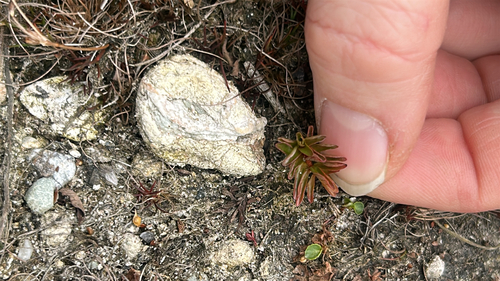 Ludwigia palustris observed 2026-10-24