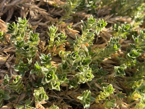 Cerastium arvense observed 2026-10-24