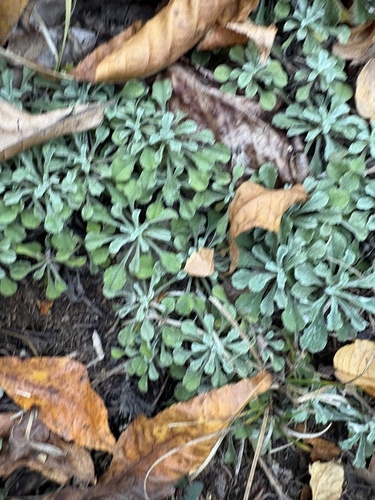 Antennaria howellii observed 2026-10-24