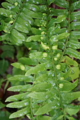 Taphrina polystichi