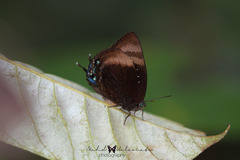 Arhopala aexone