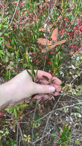 Kalmia polifolia observed 2026-10-24