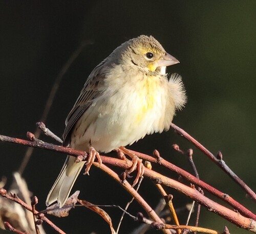 Dickcissel