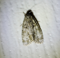 Acronicta retardata