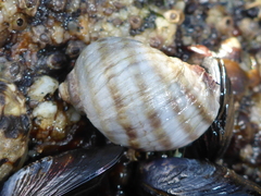 Nucella ostrina