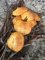 Armillaria luteobubalina
