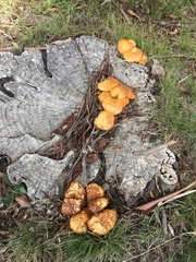 Armillaria luteobubalina