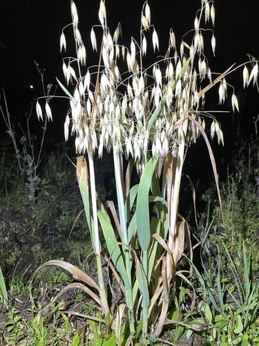 Avena sativa observed 2026-10-24