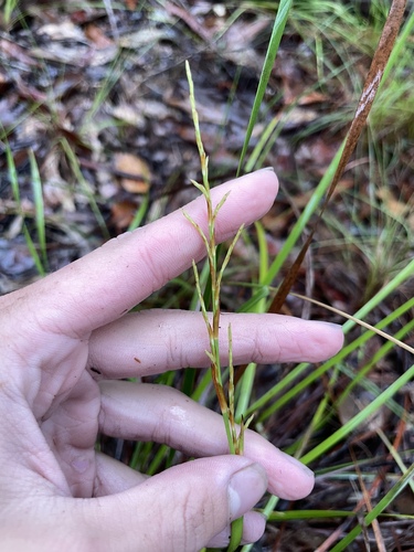 Lepidosperma observed 2026-10-24