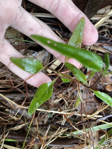 Pseuderanthemum observed 2026-10-24