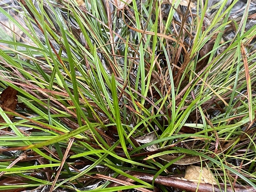 Scleria observed 2026-10-24