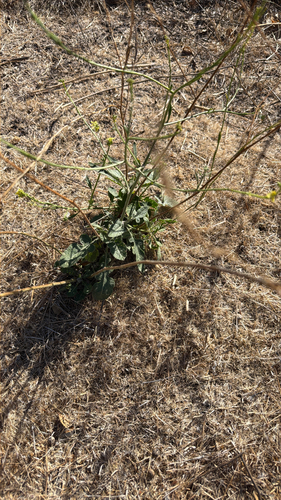 Brassica nigra observed 2026-10-18