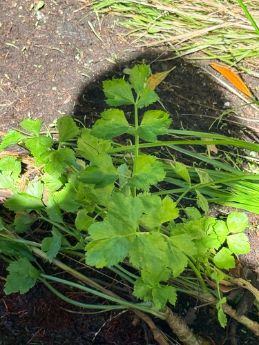 Apium graveolens observed 2026-10-24