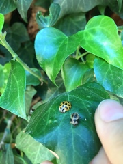 Harmonia axyridis