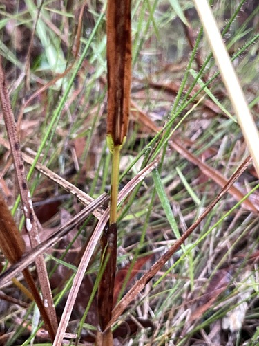 Scleria observed 2026-10-24
