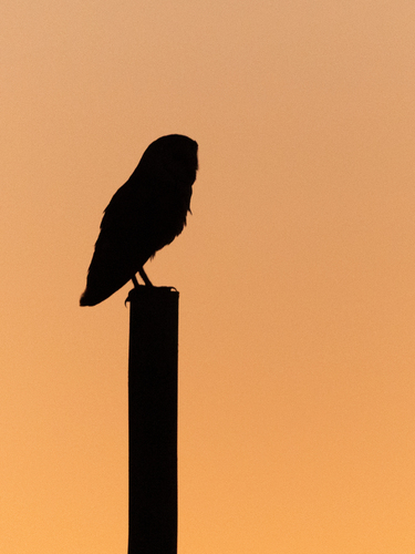 Western Barn Owl
