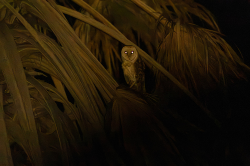 Western Barn Owl