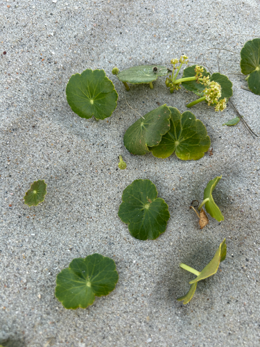 Hydrocotyle bonariensis observed 2026-10-24