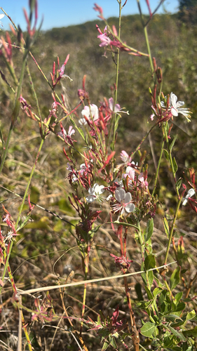 Oenothera filiformis, 2026-10-22