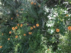 Papaver heterophyllum
