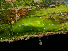 Phyllaplysia