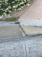 Sceloporus occidentalis