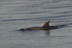Tursiops truncatus
