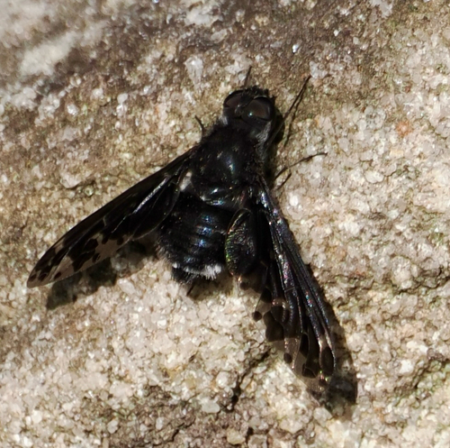 Anthrax maculatus