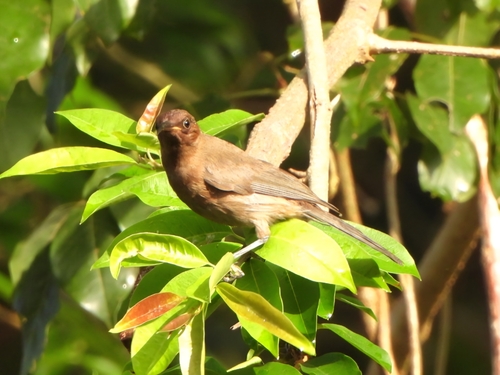 Myzomela obscura, 2026-10-25
