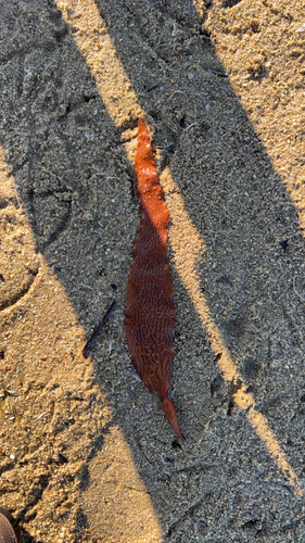 Macrocystis angustifolia observed 2026-10-24