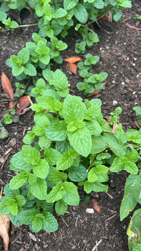 Mentha spicata observed 2026-10-24