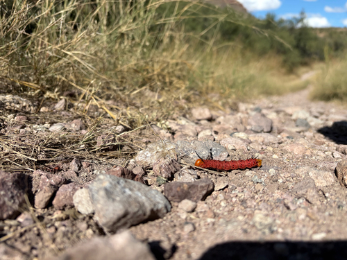 Oslar's Oakworm Moth