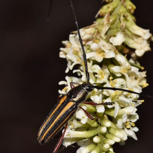 Double-banded Bycid