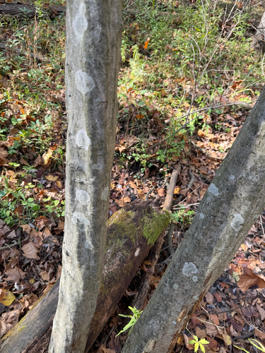 Carpinus caroliniana, 2026-10-24