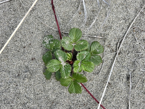 Fragaria chiloensis observed 2026-10-24