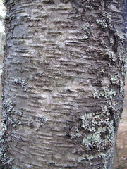 Betula × aurata