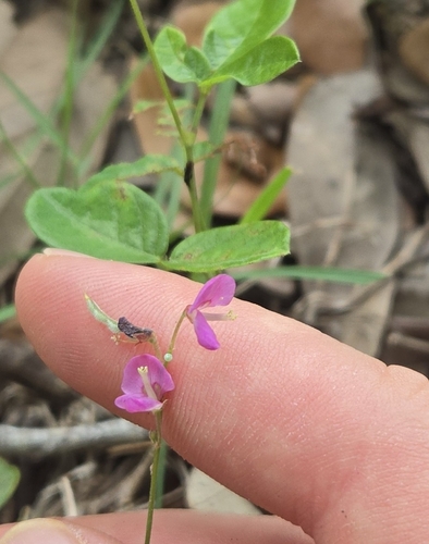 Desmodium incanum observed 2026-10-23